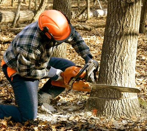 Tree Removal in Oak Park, MN